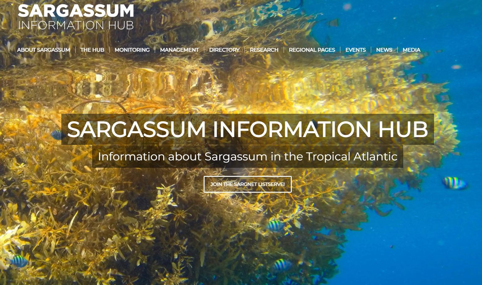 The Sargassum Information Hub first directs you to a page with their name on the top right hand corner and a dashboard of different options to access information and links, the background is an image of sargassum under water